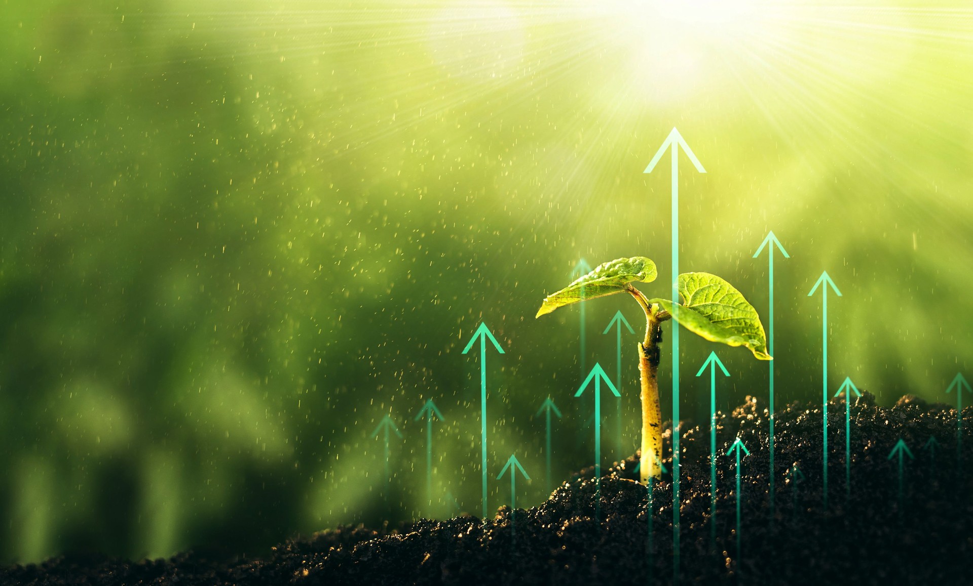 Young plant increase on sunny background.Concept of business growth,profit, development and success. Growing money,finance and investment.